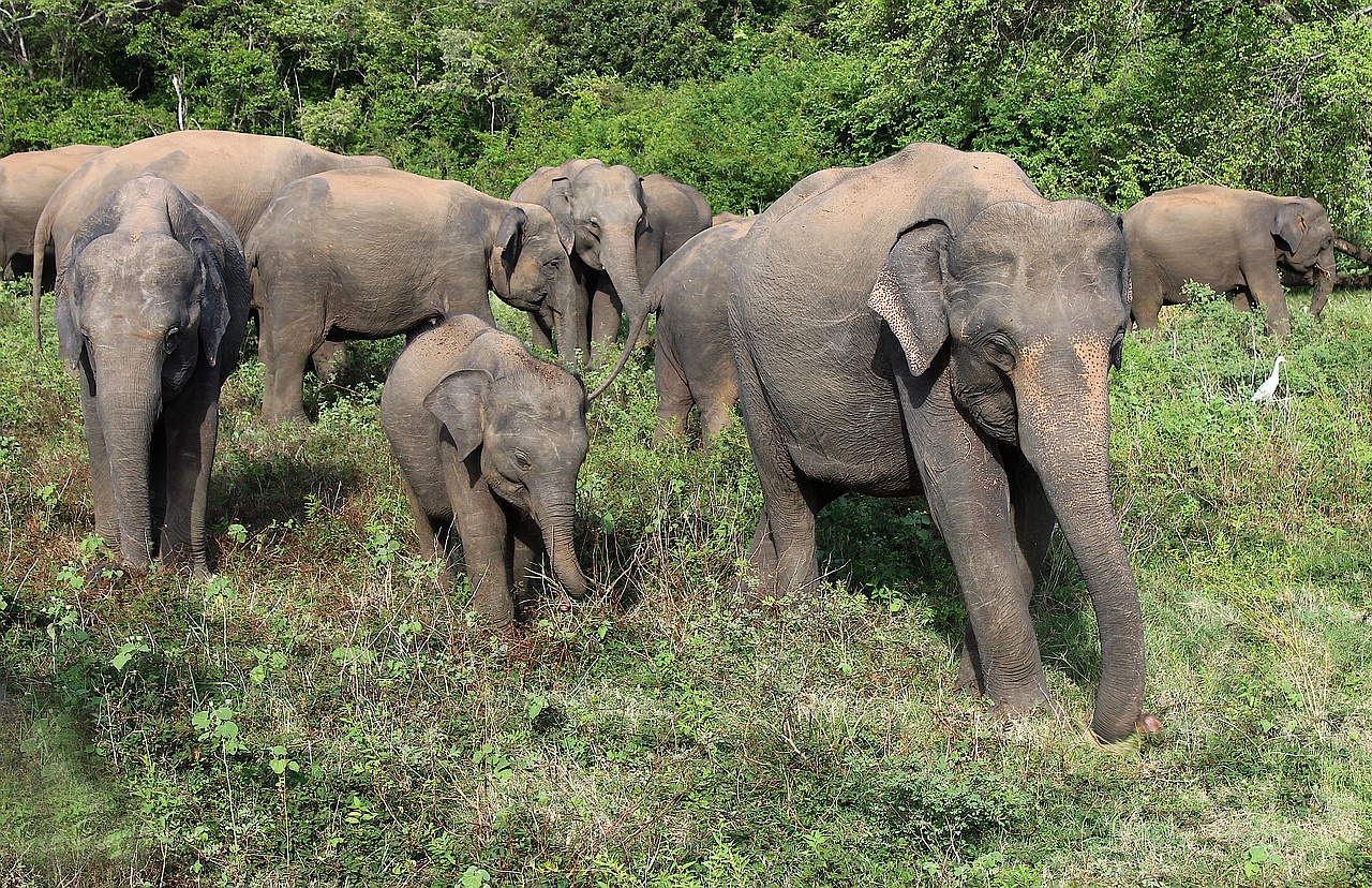 Auf Jeep-Safari in Sri Lanka