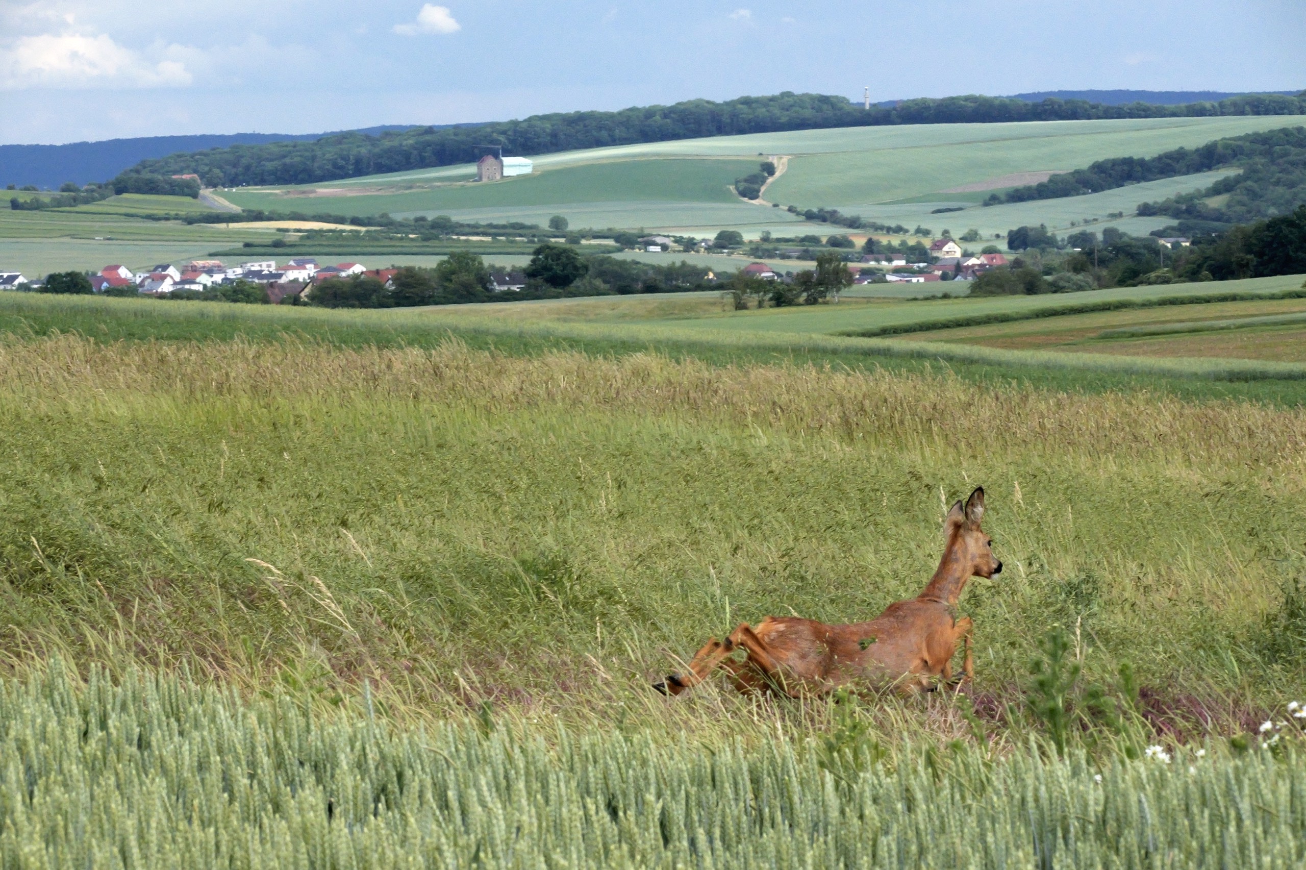 aufgescheucht.jpg