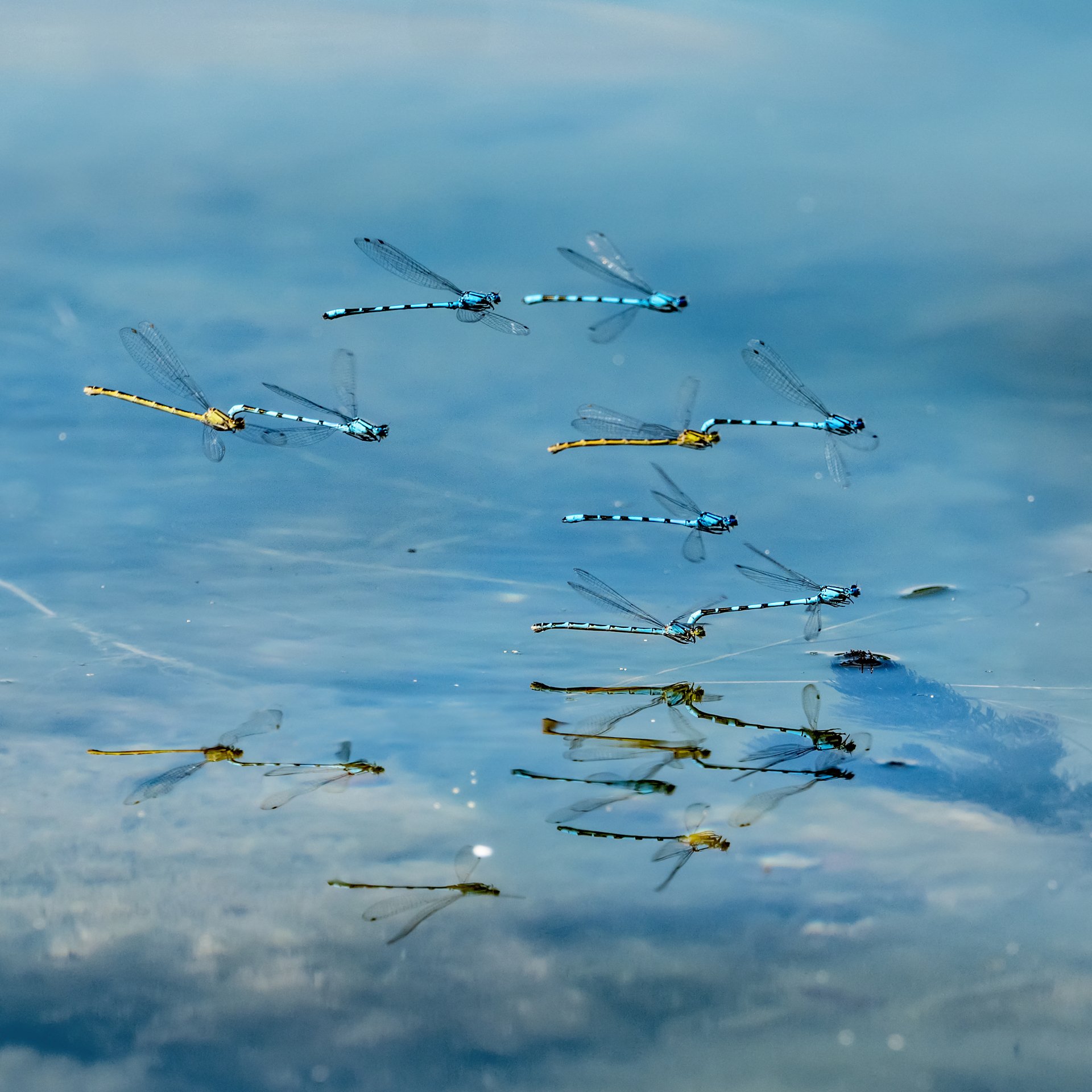 Aufklärungsflug