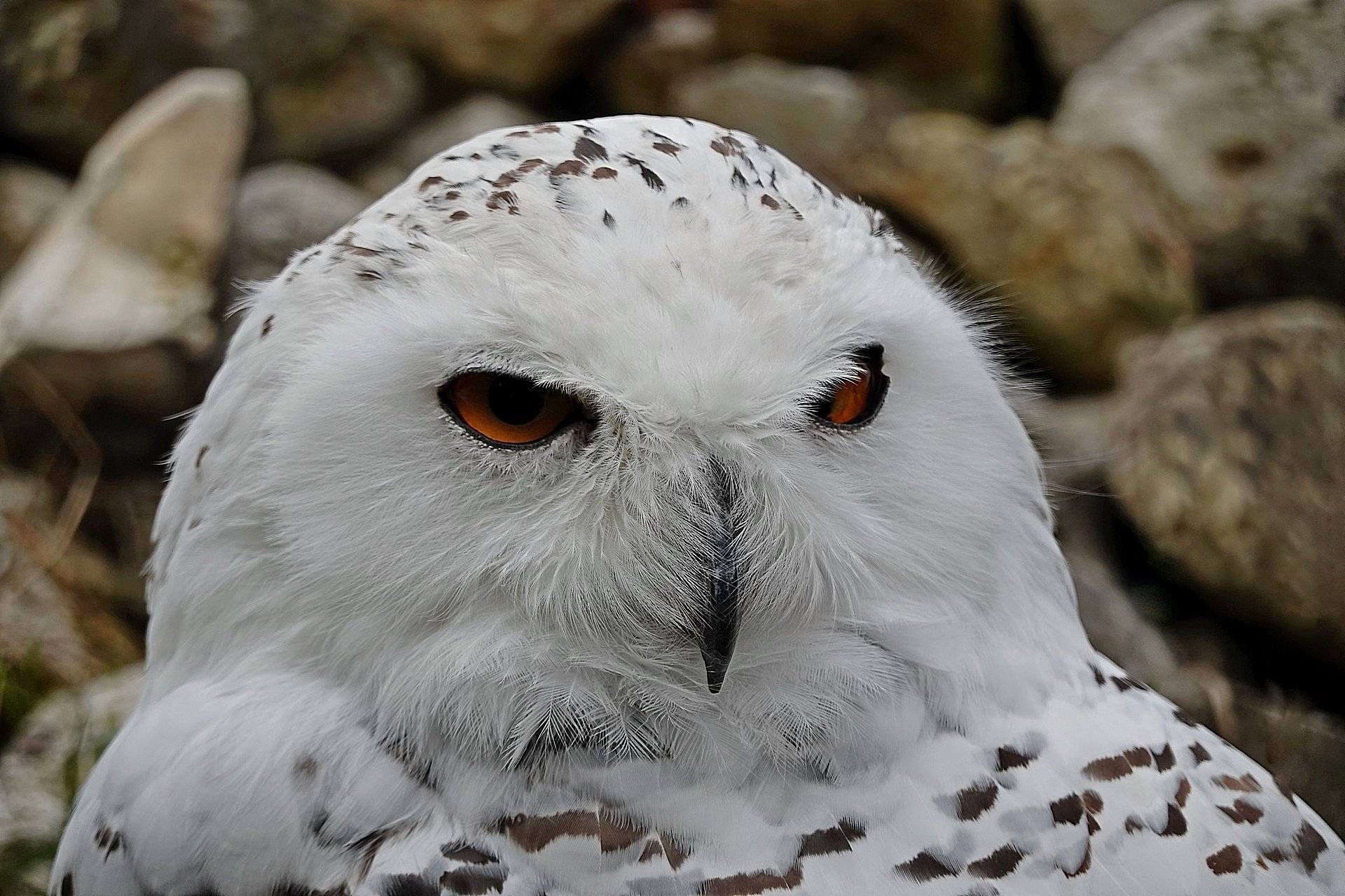 Augen