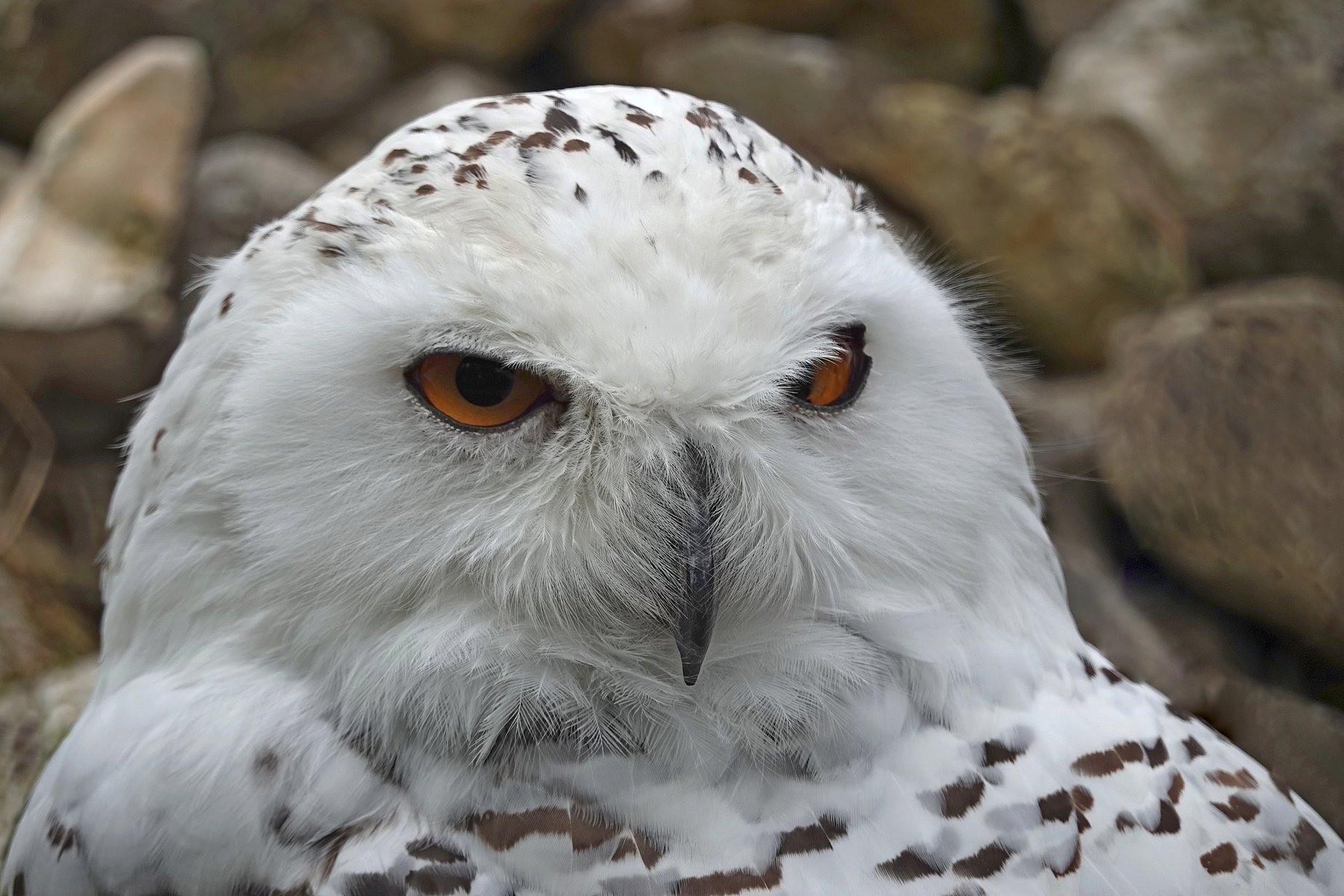 Augen
