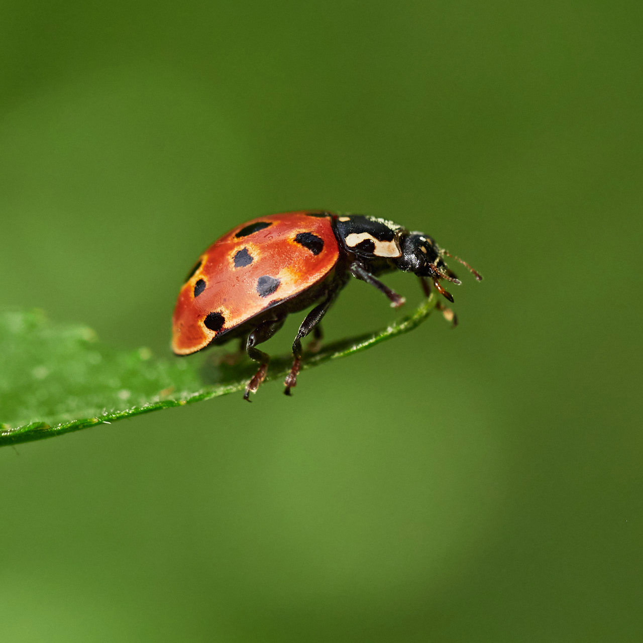 Augenfleck Marienkäfer