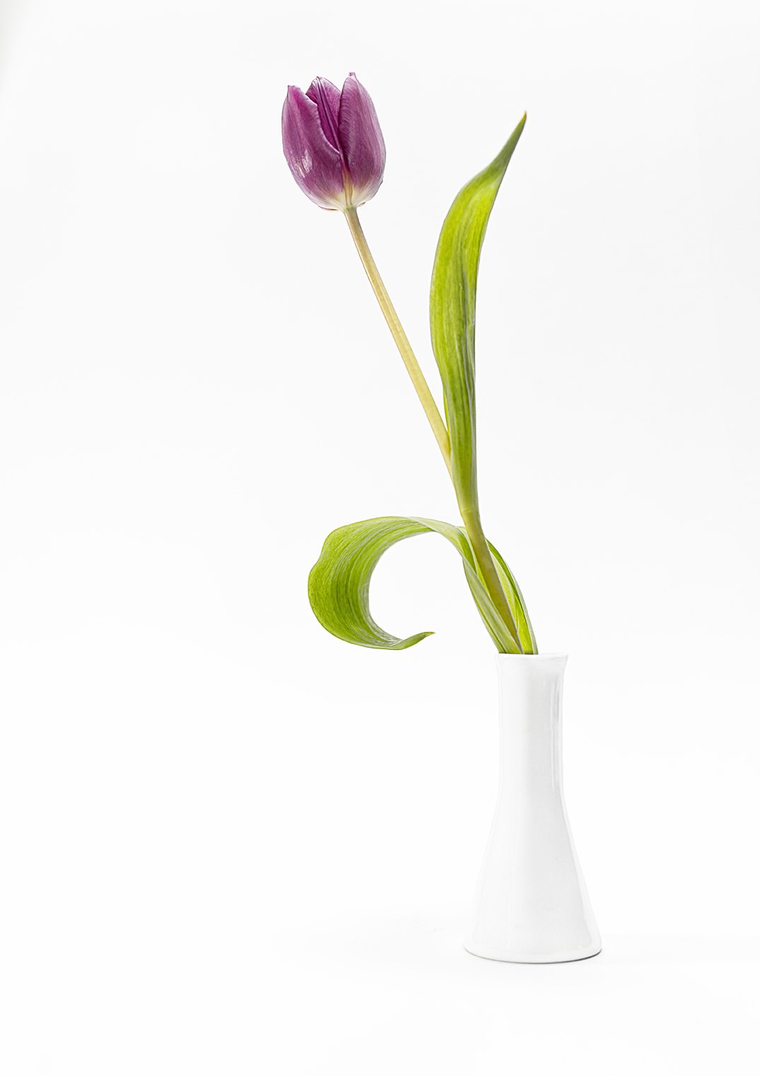 Aus dem Leben einer Tulpe I