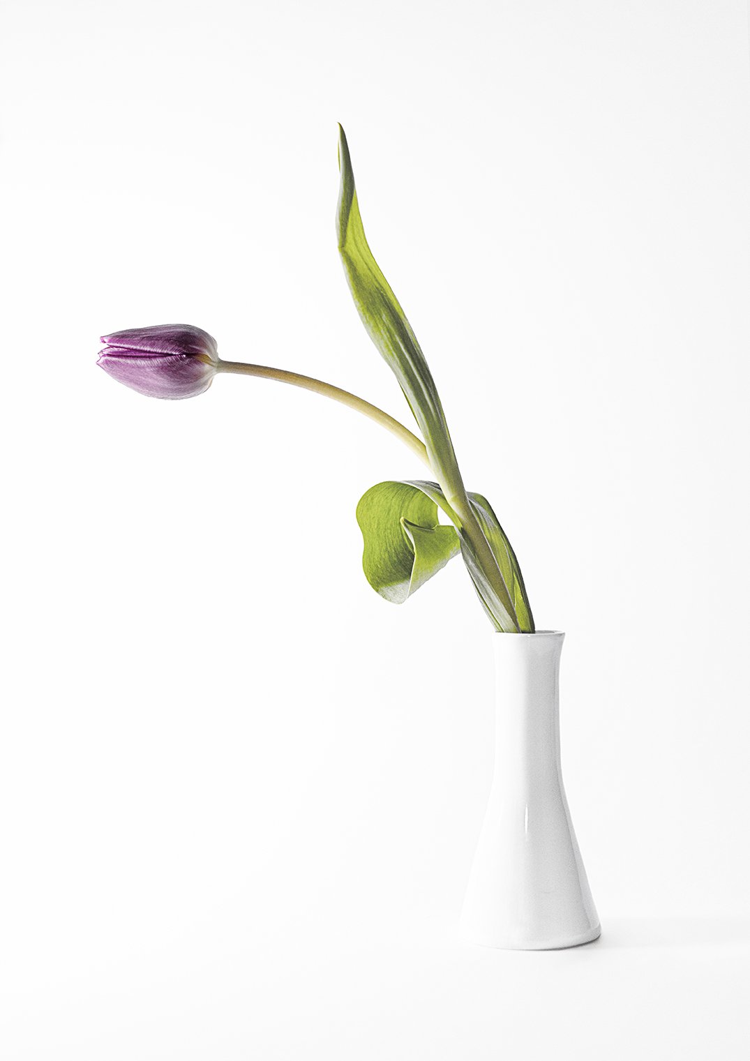 Aus dem Leben einer Tulpe II