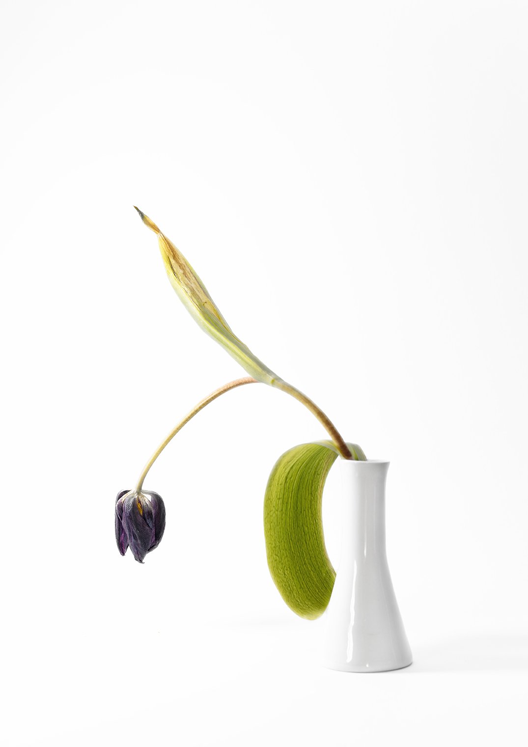 Aus dem Leben einer Tulpe III