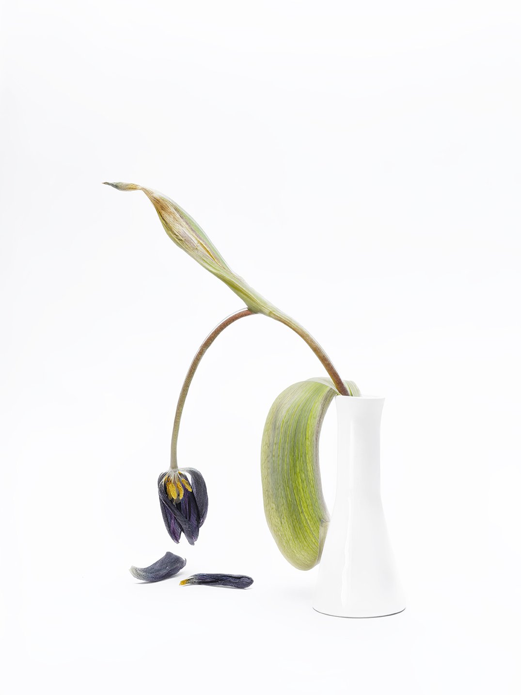 Aus dem Leben einer Tulpe IV