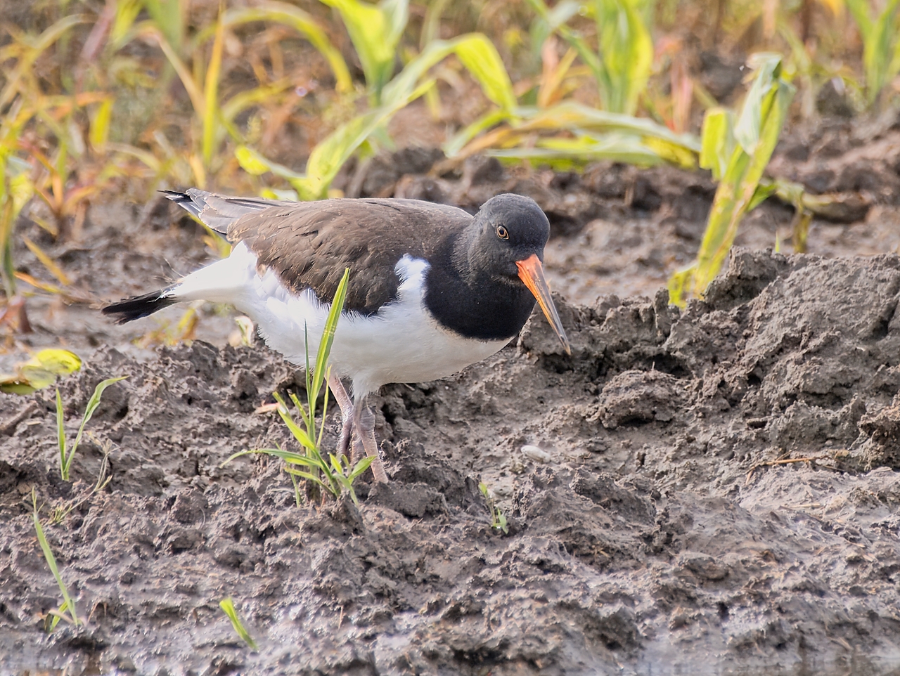 Austernfischer (Jungvogel) im Münsterland