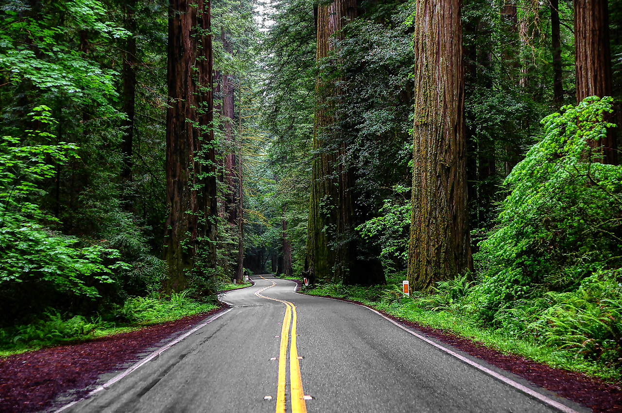 Avenue of the Giants.jpg