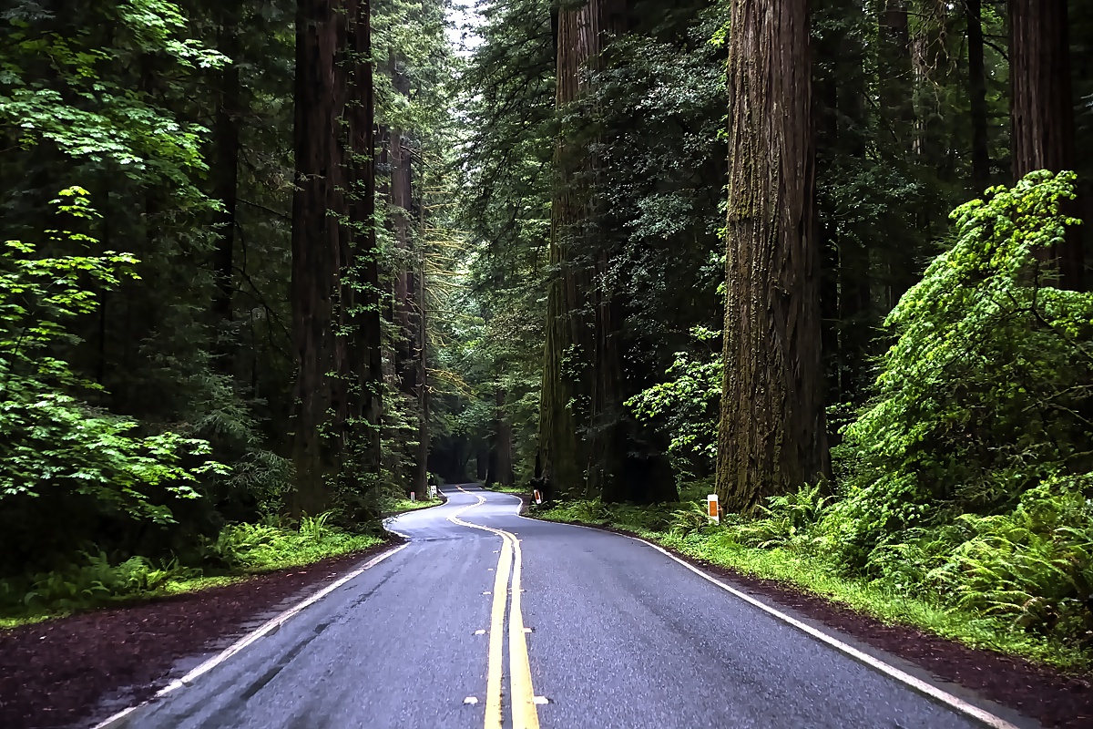 Avenue of the Giants