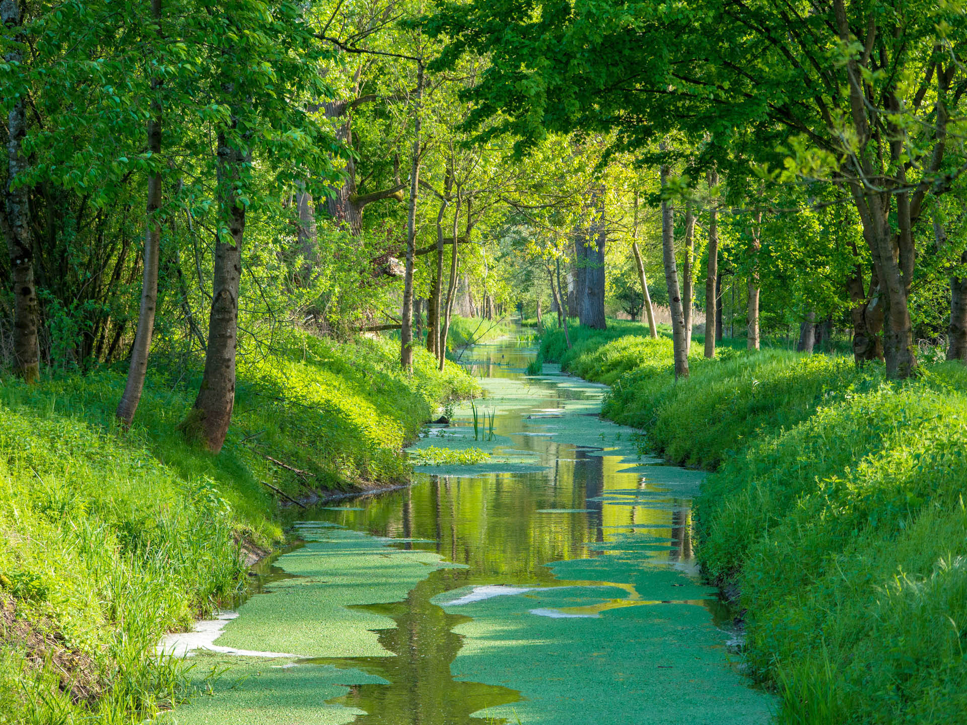 Bachlauf