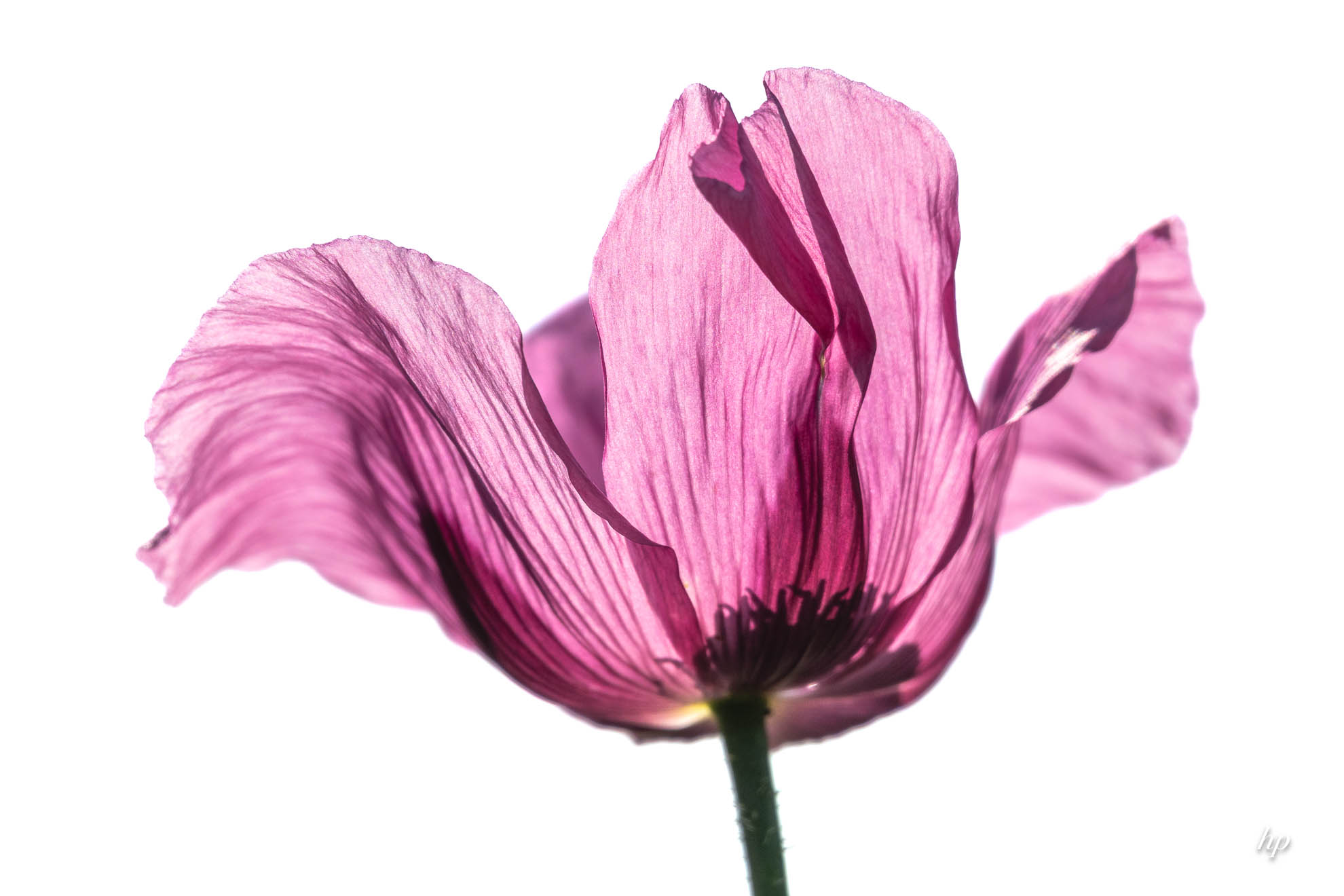 Backmohn