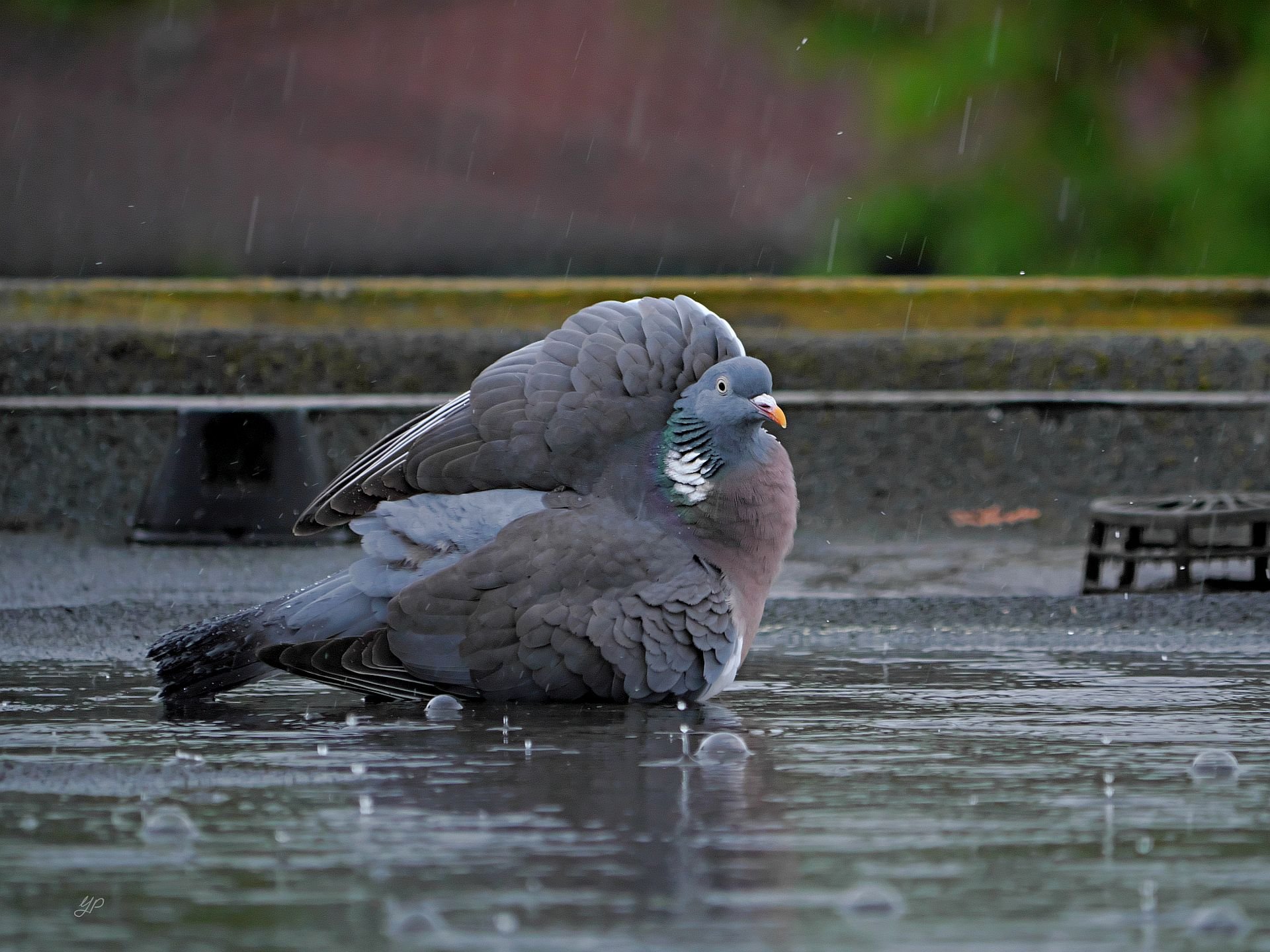 Badewetter