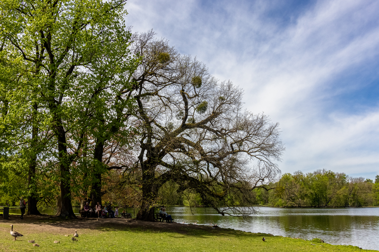 Bäume am See