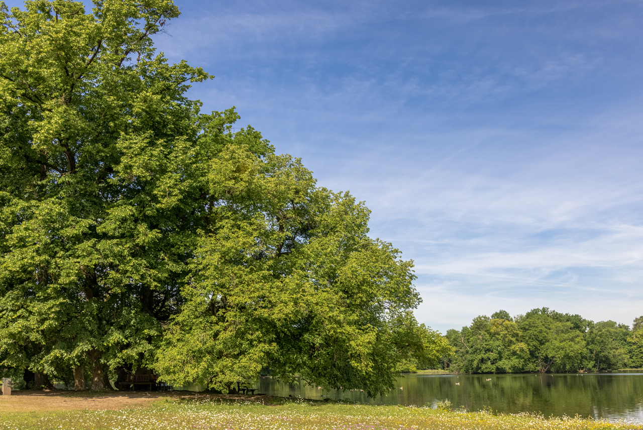 Bäume am See