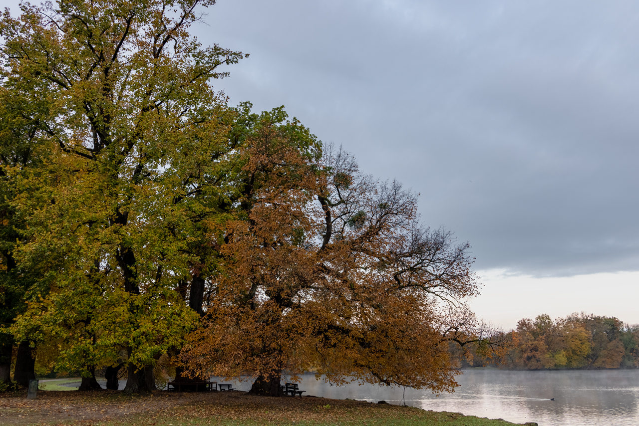 Bäume am See