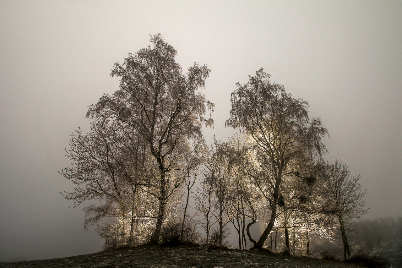Bäume im Licht und Eis