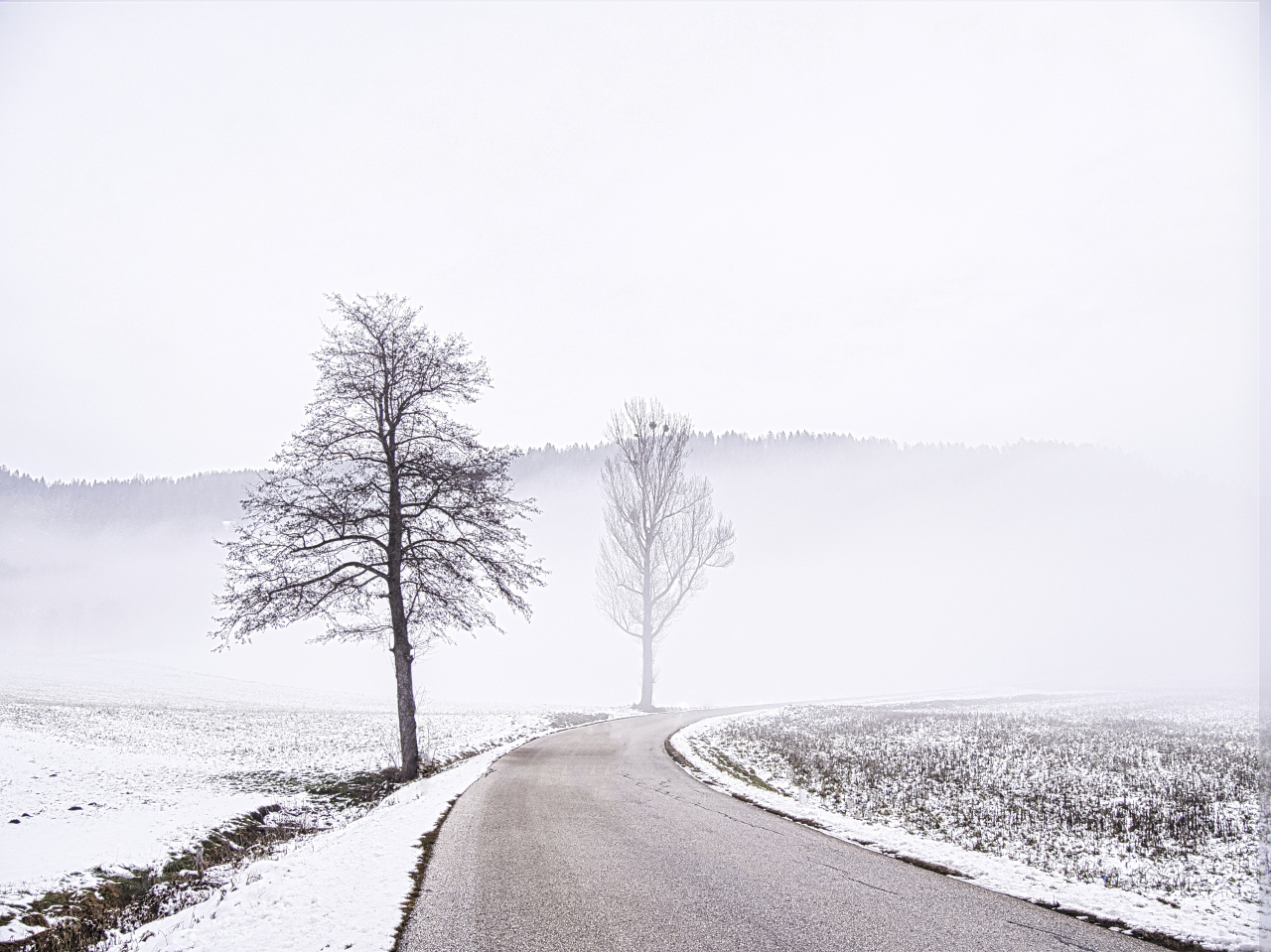 Bäume im Nebel