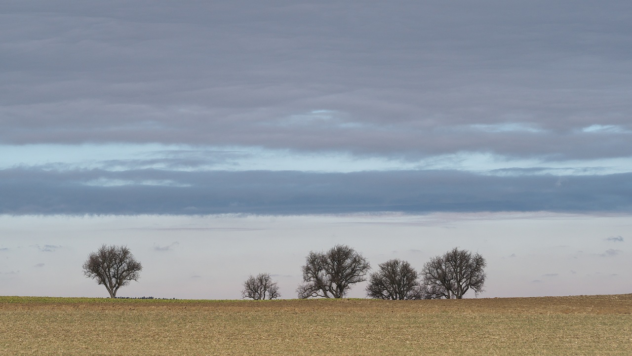 Bäume in der Ferne