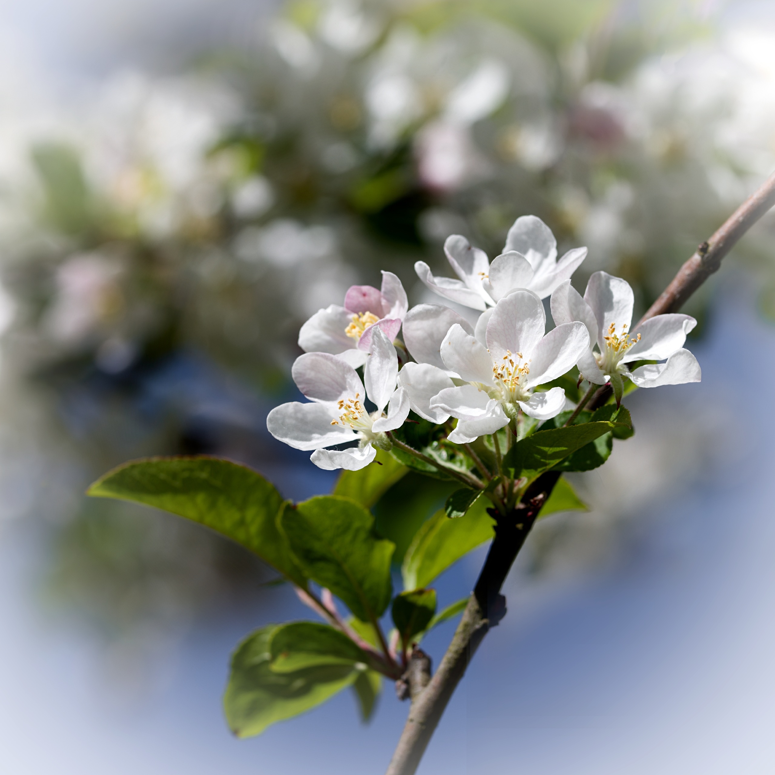 Bald gibt's Äpfelchen