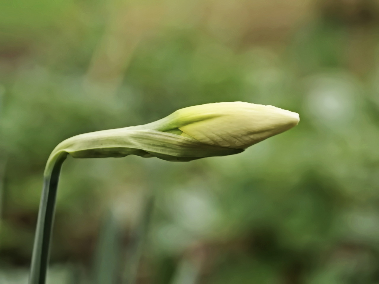 Bald wird eine Blüte daraus.