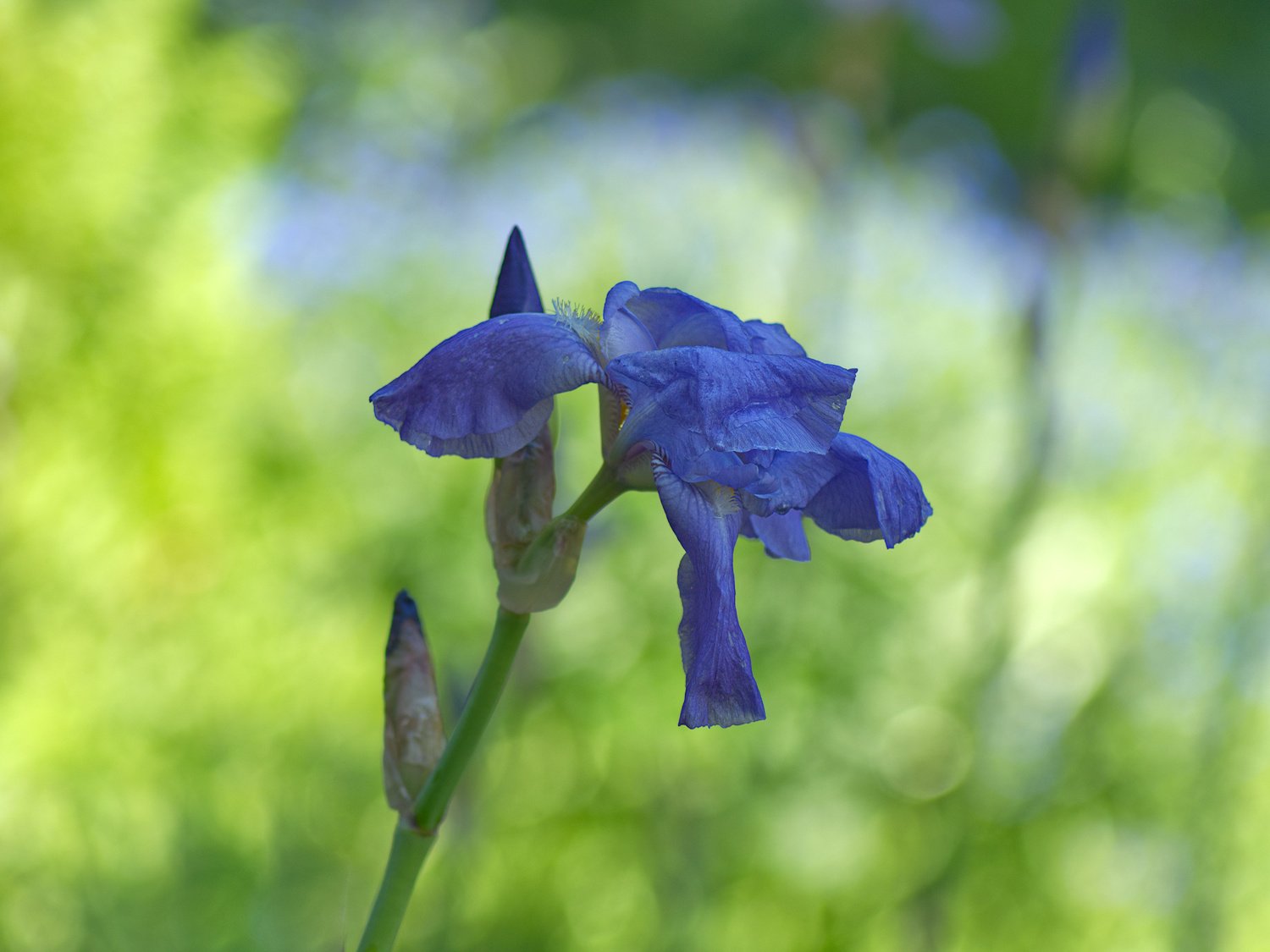 Bart-Iris