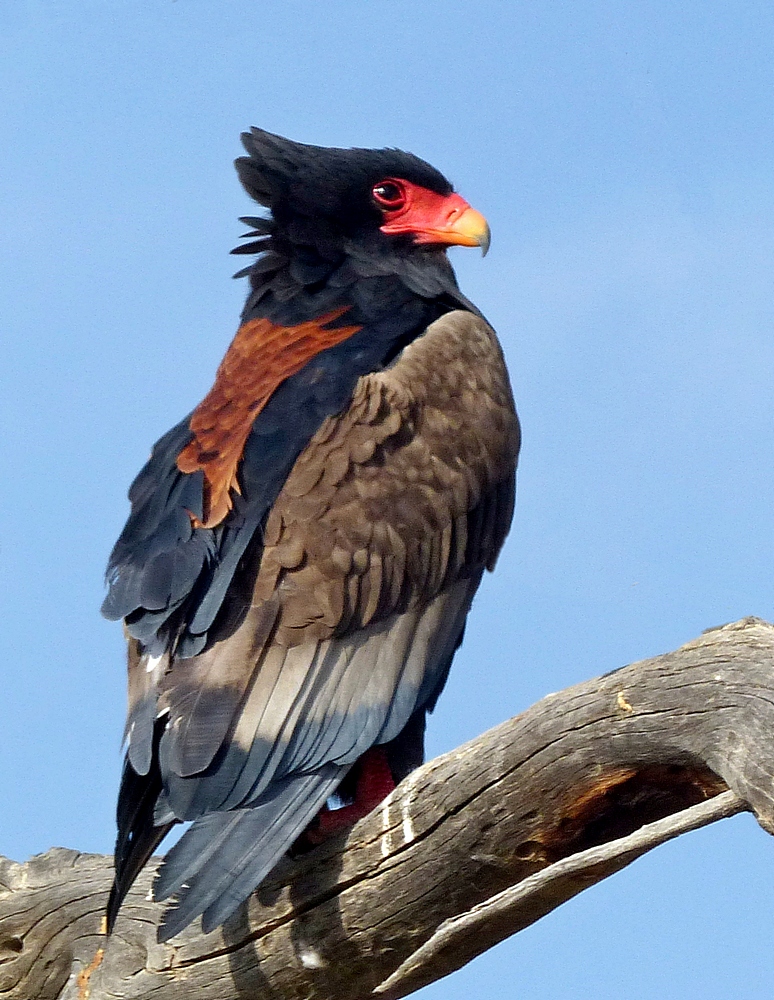 Bataleur