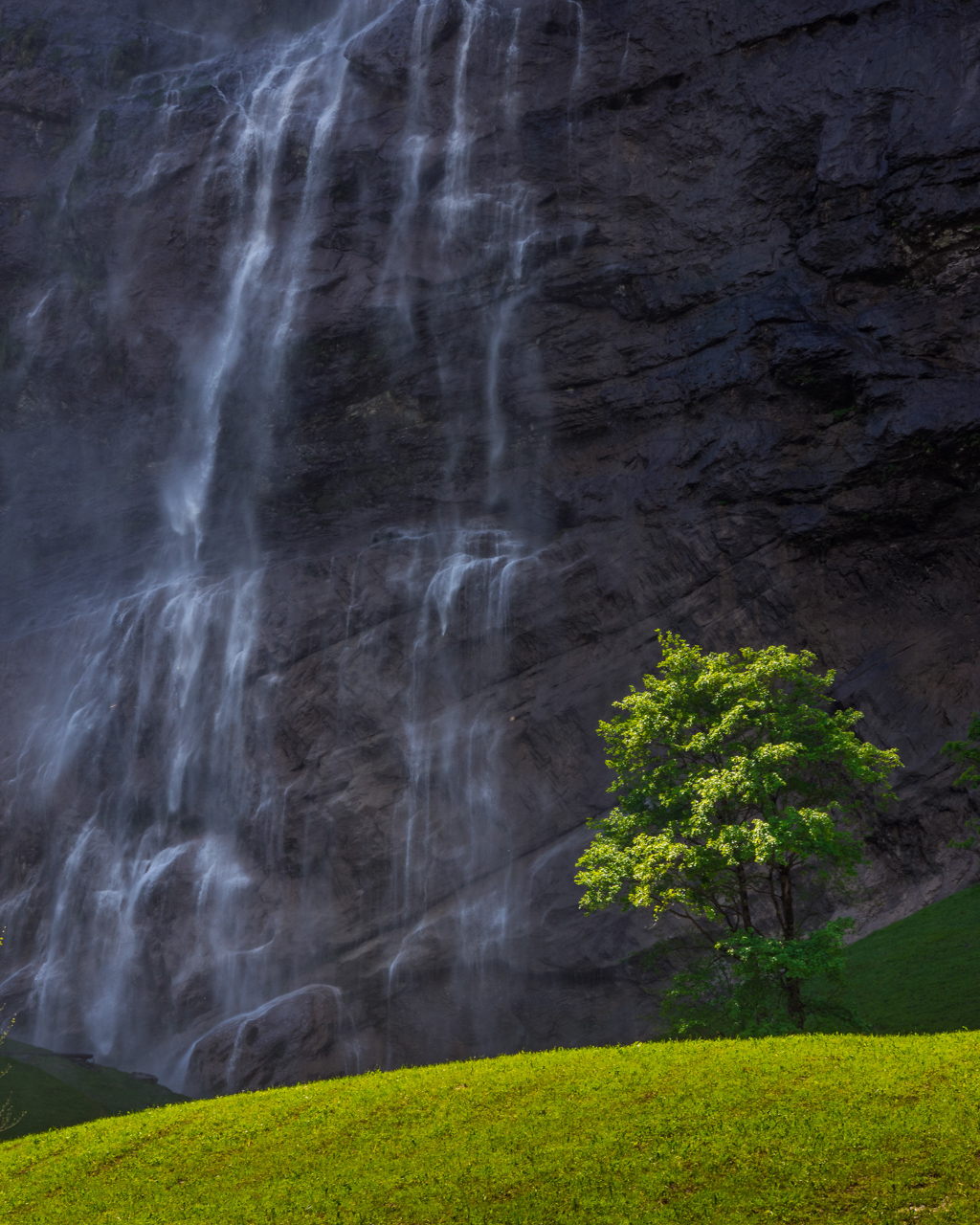 Baum am Wasserfall