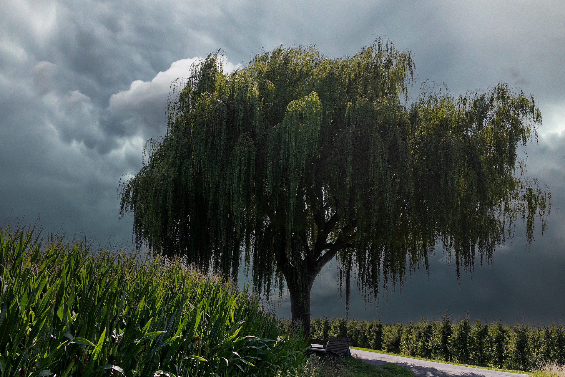 Baum - August 2025