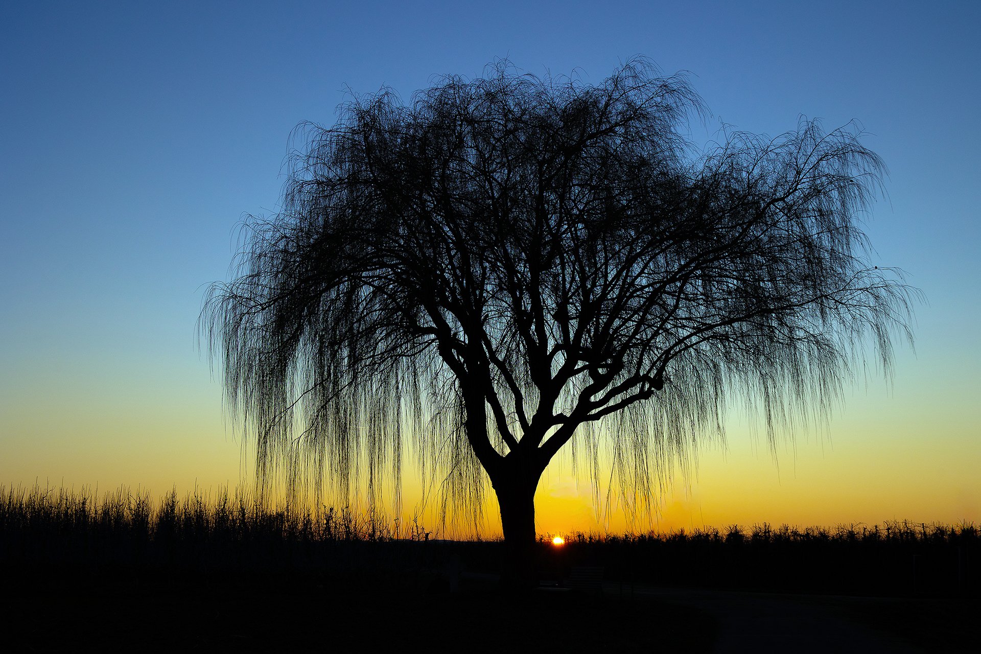 Baum - Dezember 2025