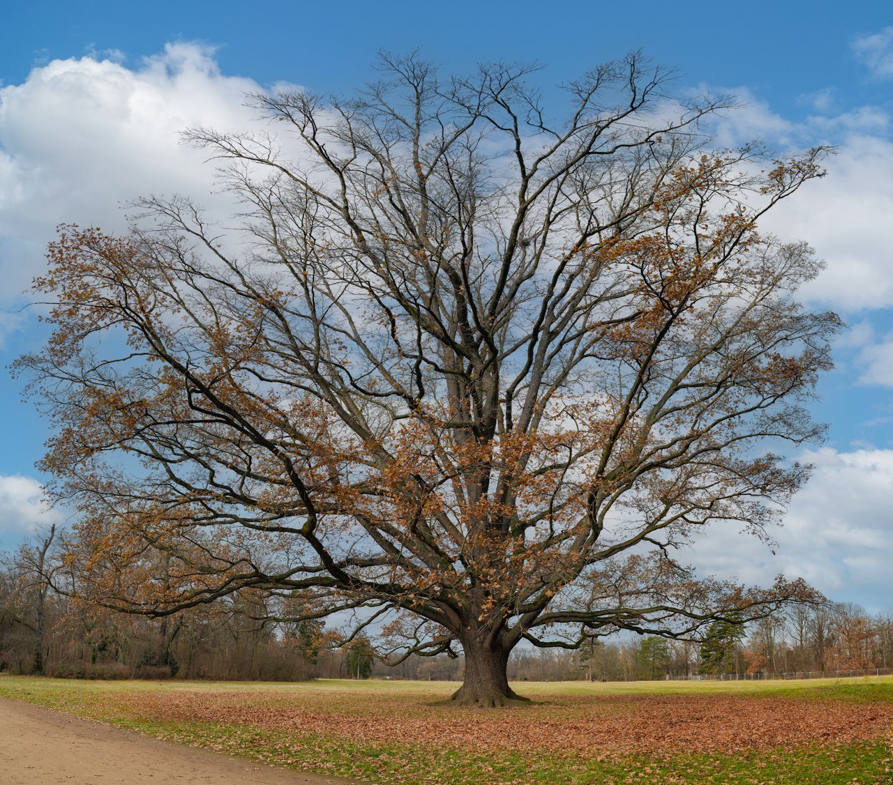 Baum Dezember