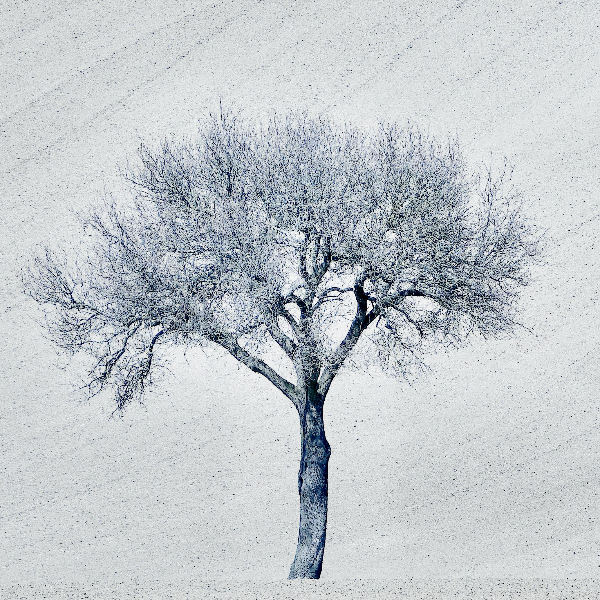 Baum im April