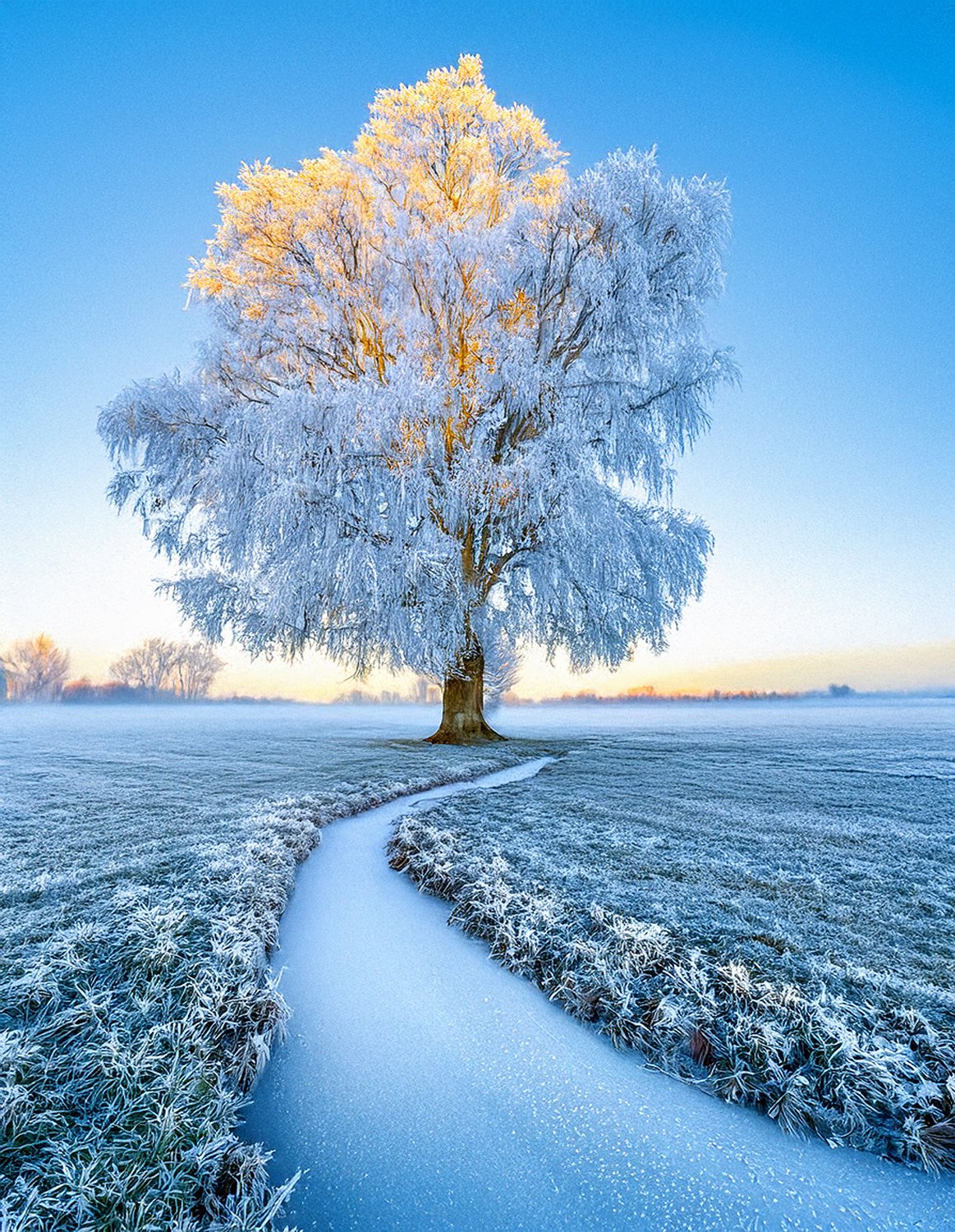 Baum im Frost