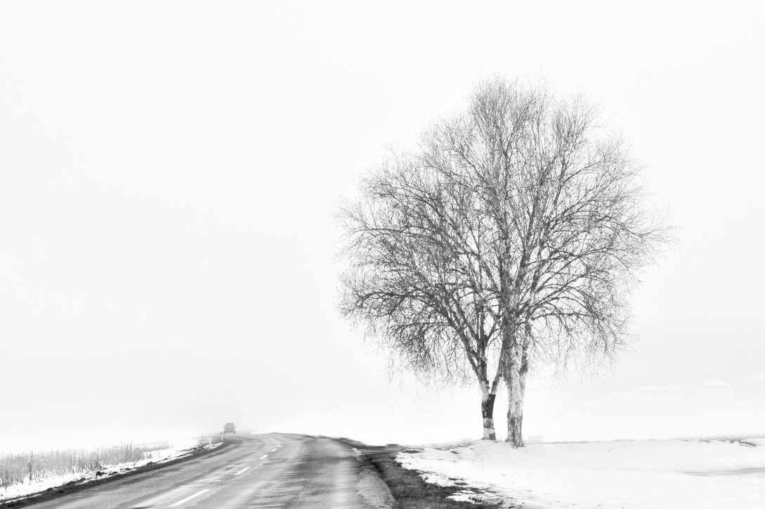 Baum im Nebel 2