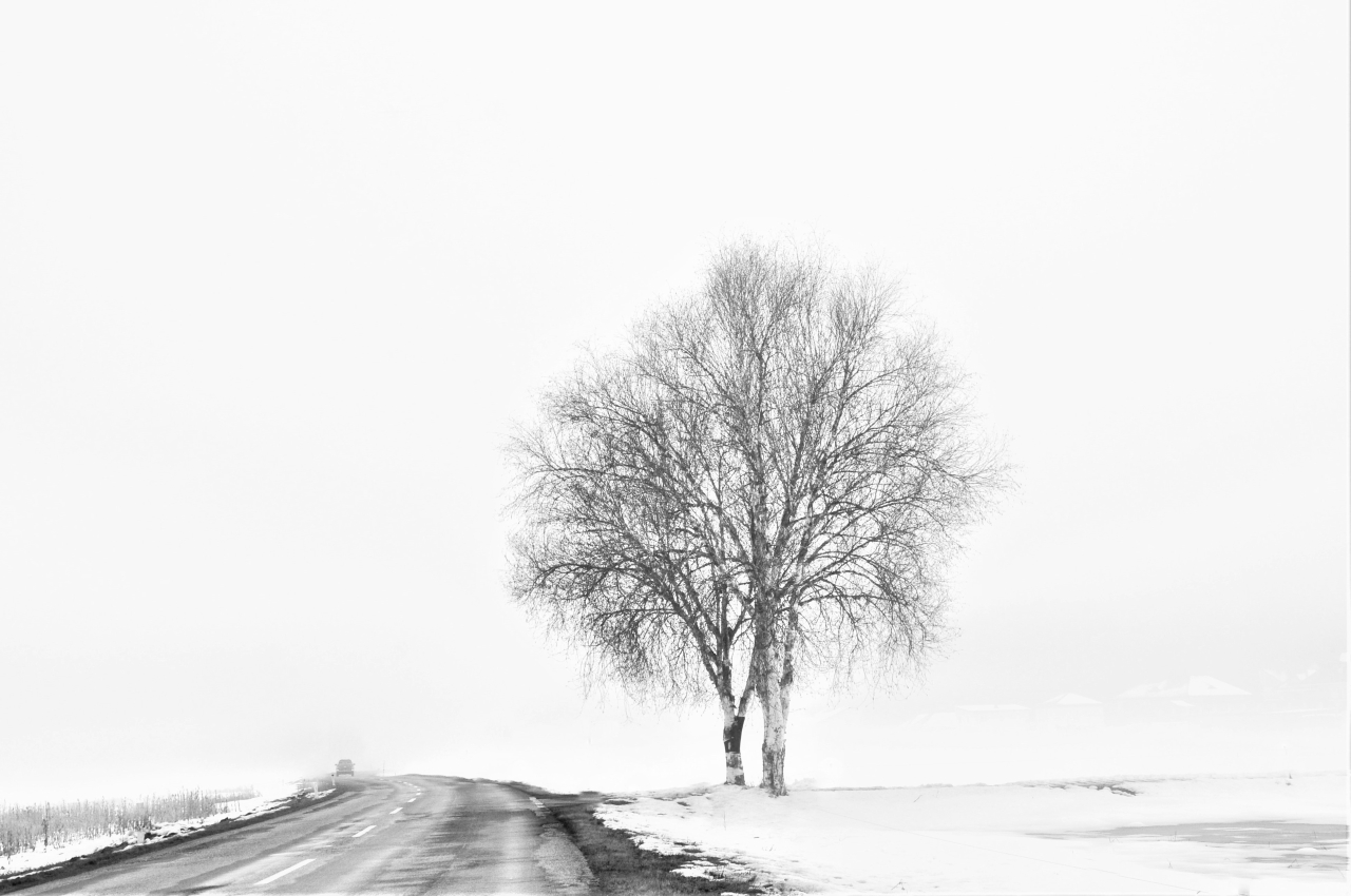 Baum im Nebel