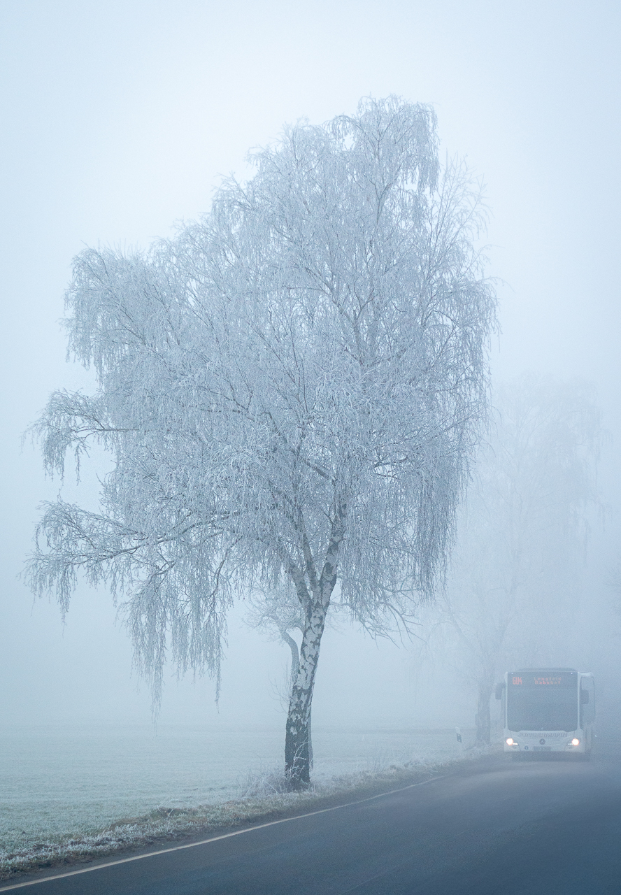 Baum im Nebel