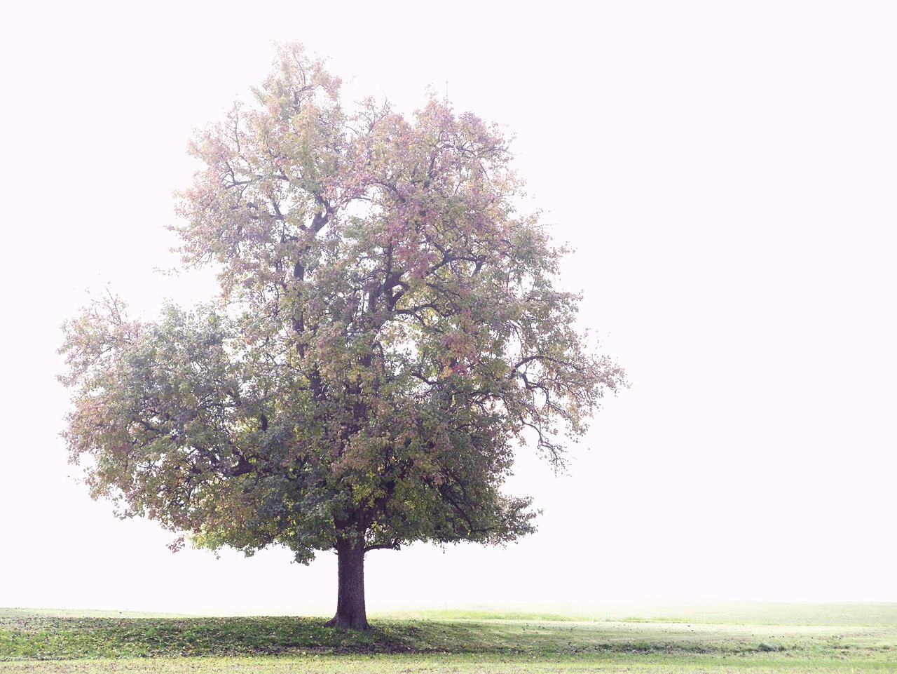 Baum im Nebel