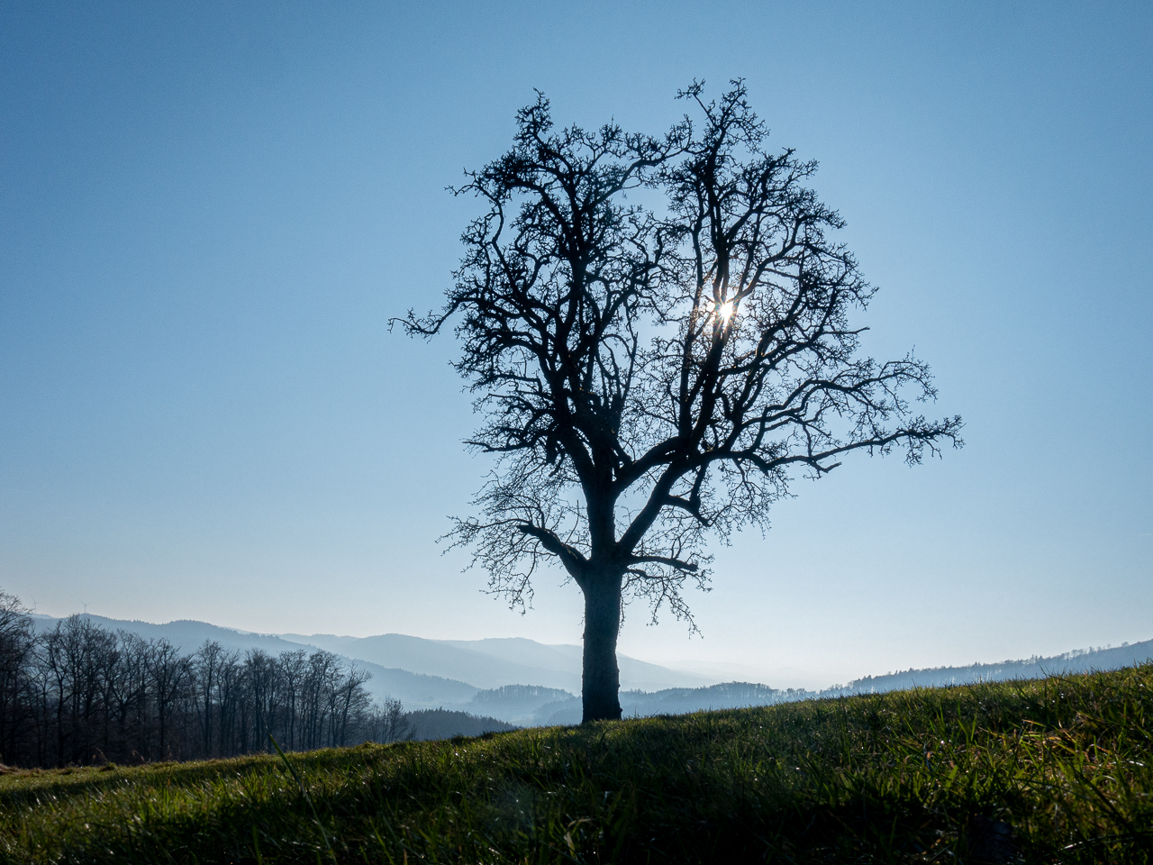 Baum im Odenwald