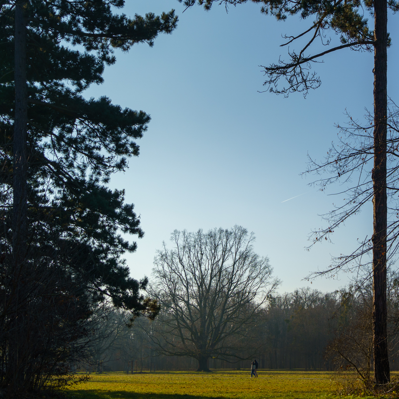 Baum Januar