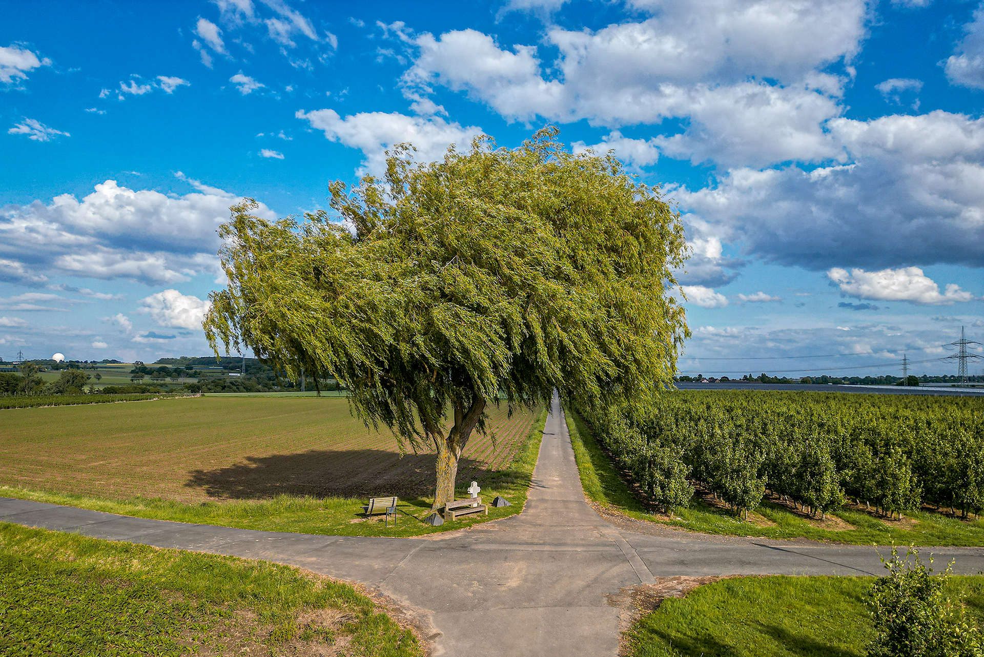 Baum - Juni 2025