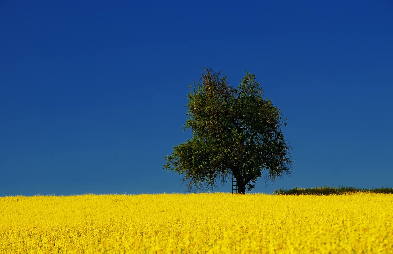 Baum mit Leiter...