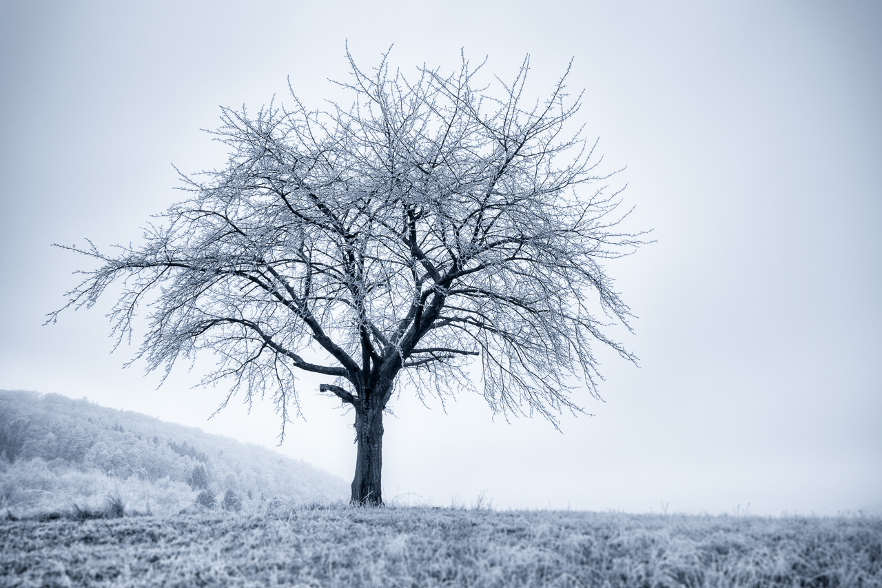 Baum mit Raureif