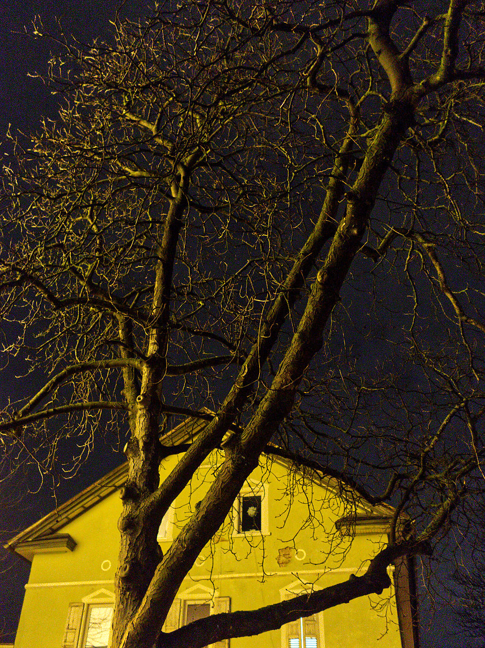 Baum nach Westen