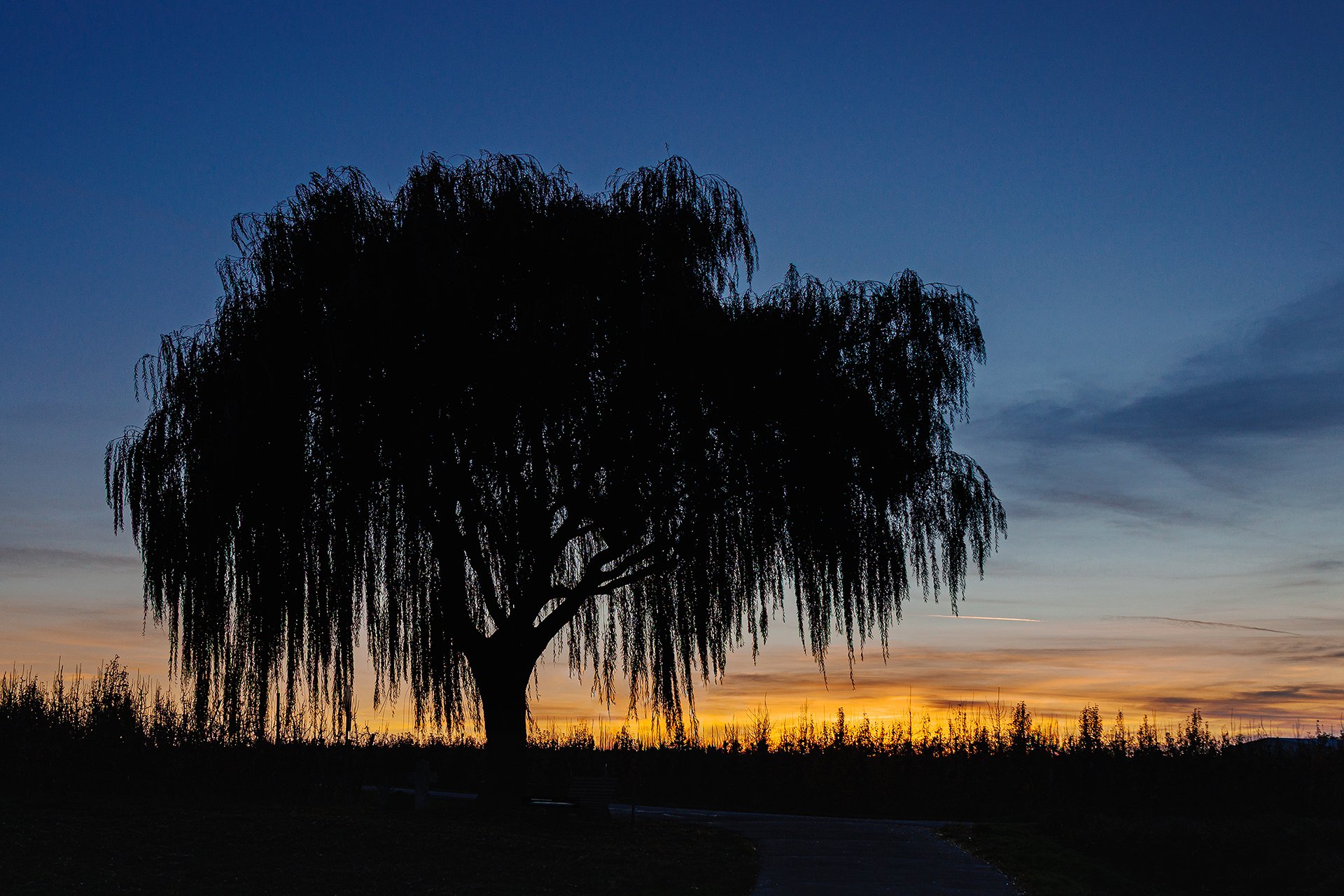 Baum - November 2025