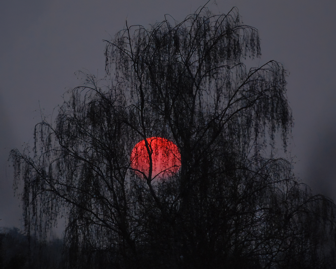 Baum ohne Misteln