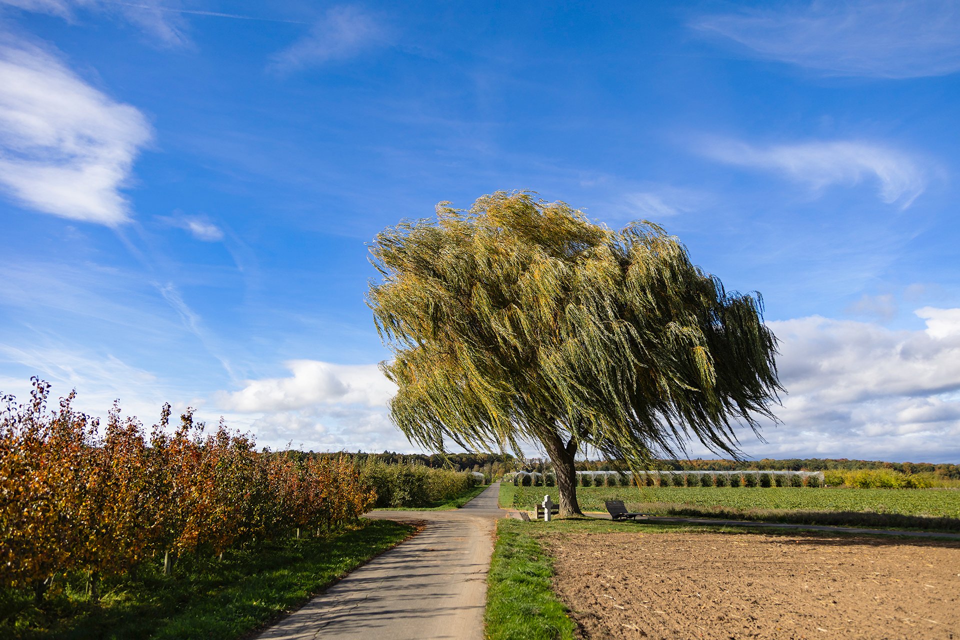 Baum - Oktober 2025