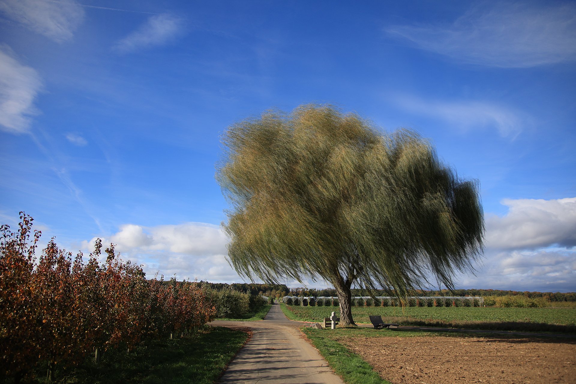 Baum - Oktober 2025 #