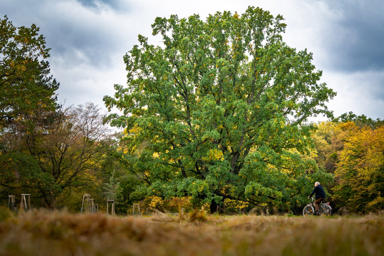 Baum Oktober