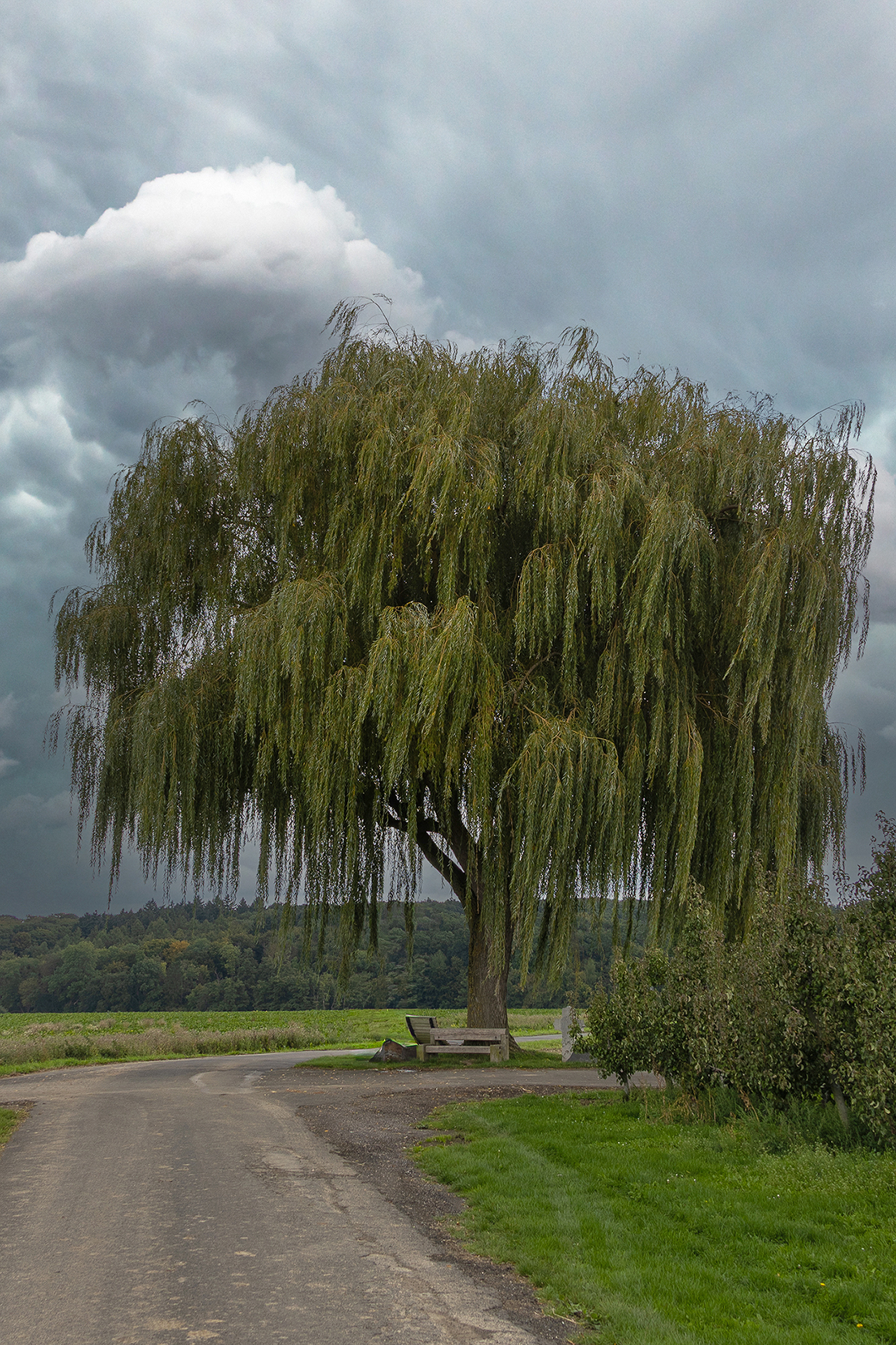Baum - September 2025