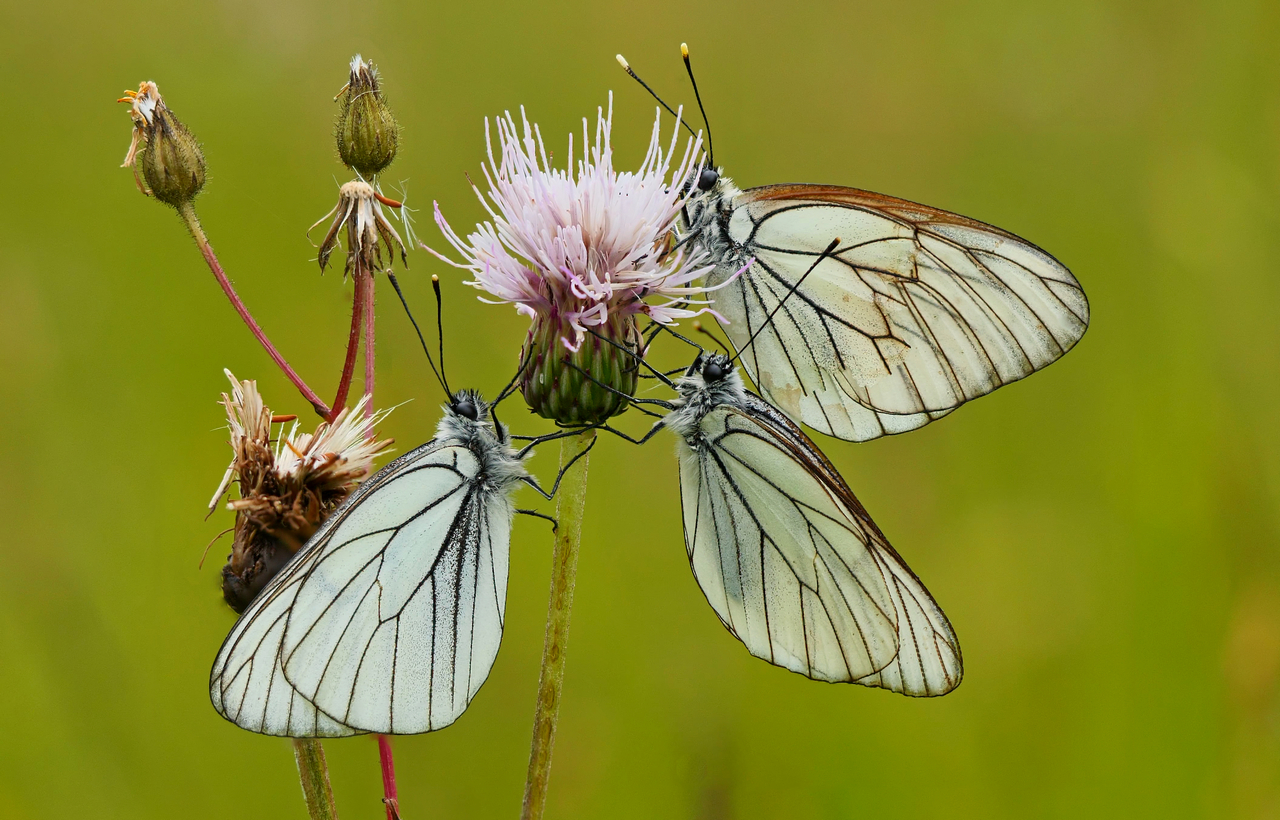 Baum-Weißlinge (Aporia crataegi) auf Distel.