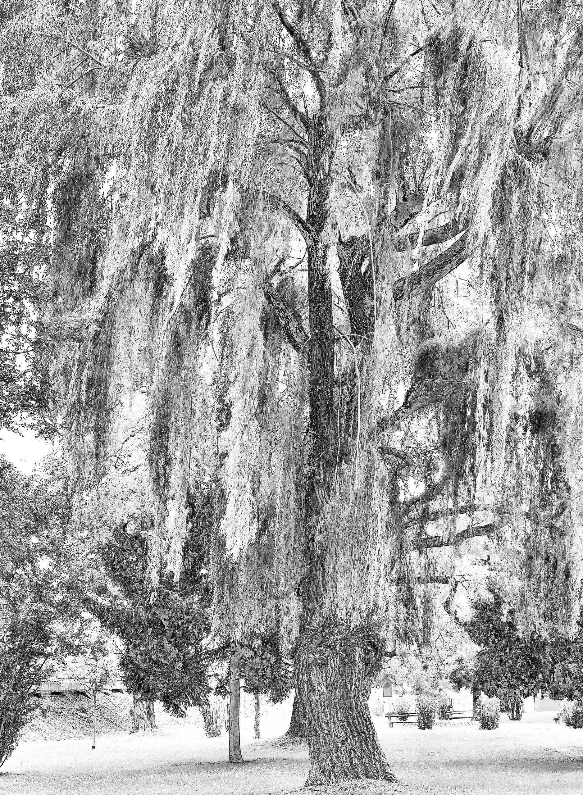 Baumgruppe im Park